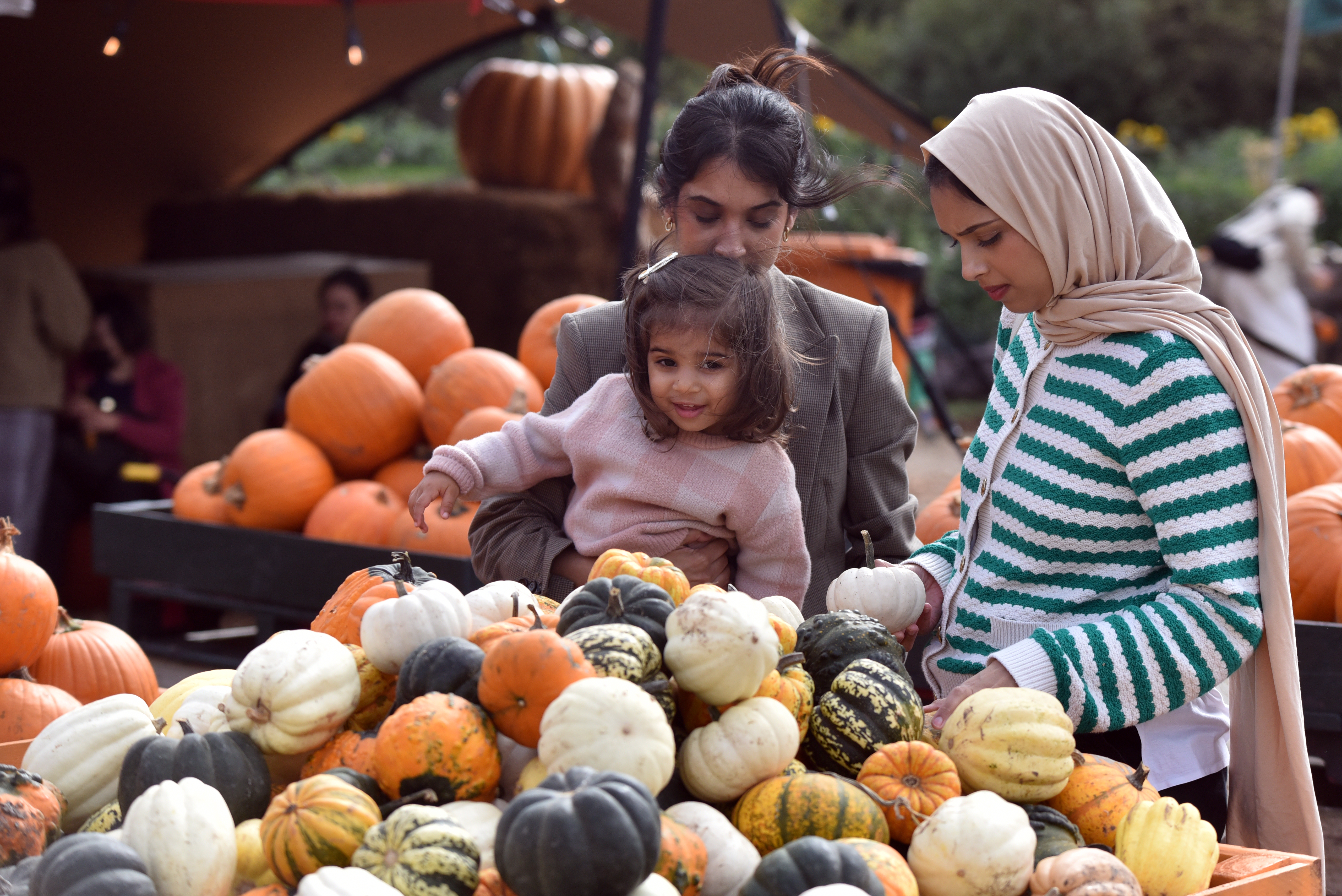 pumpkins-at-watermouth-castle