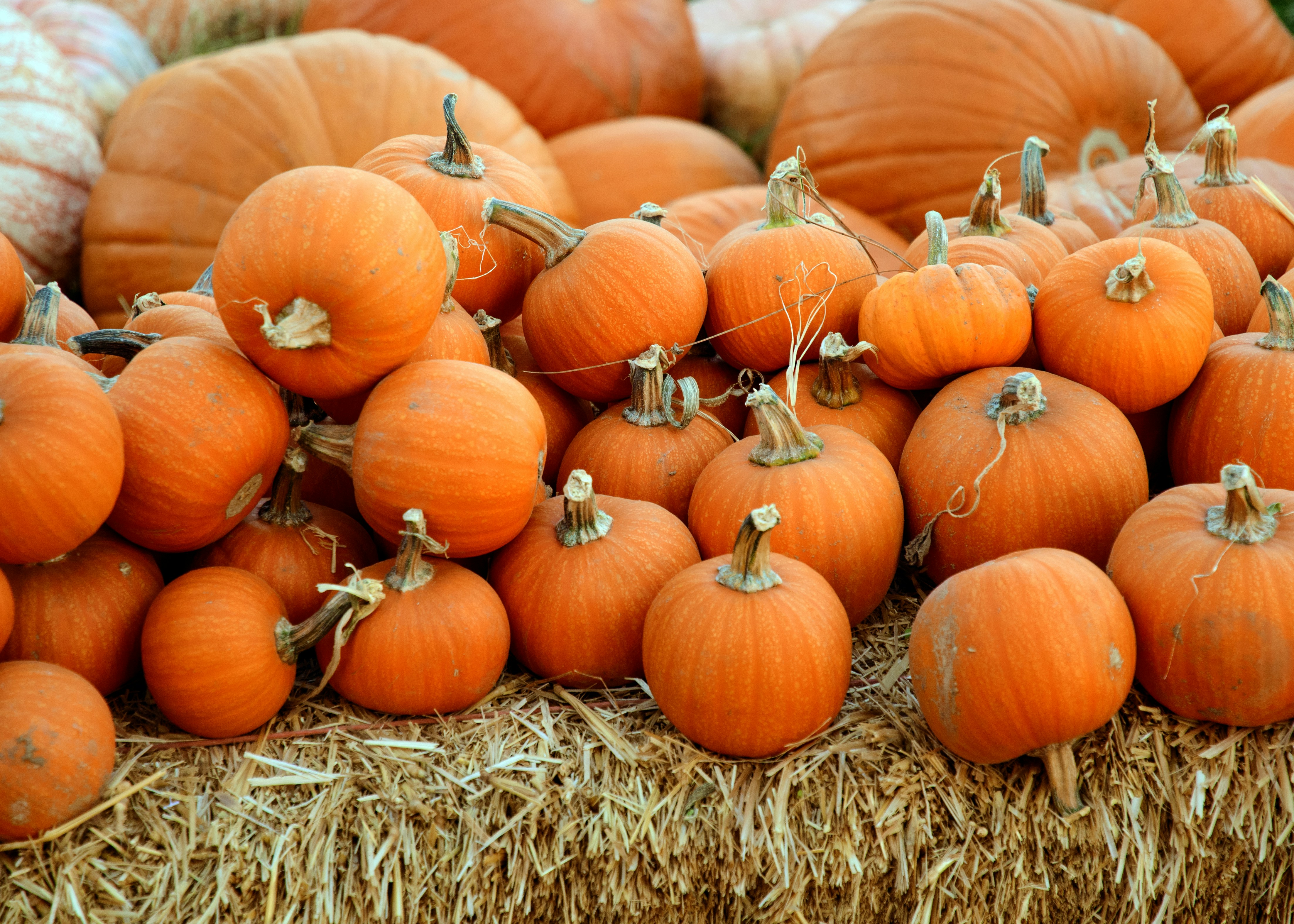 Pumpkins At Watermouth Castle