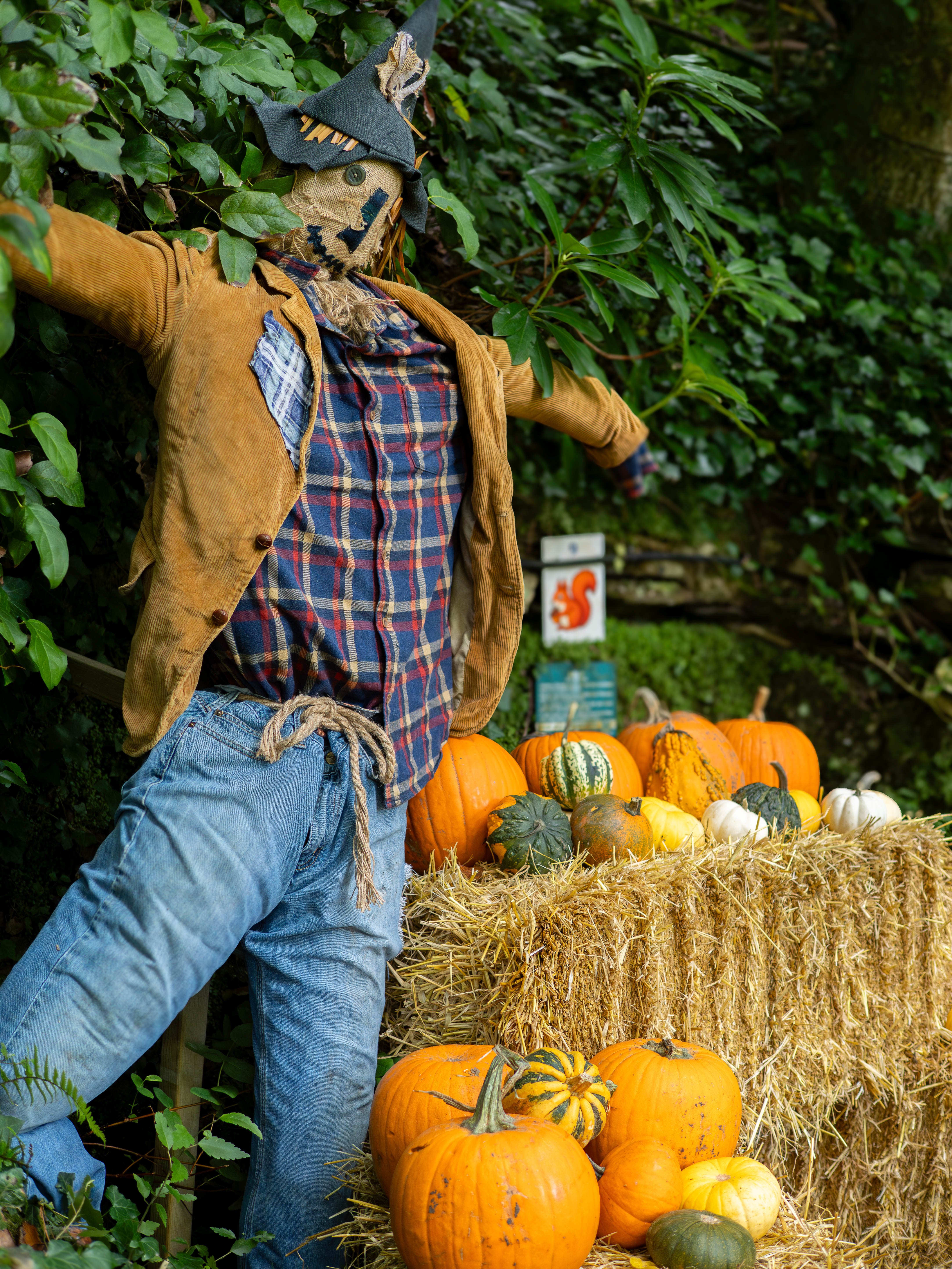 pumpkins-at-watermouth-north-devon