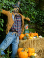 pumpkins-at-watermouth-north-devon