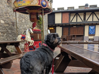 Dog